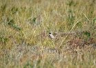 Strandleeuwerik (Horned lark) (Eremophila alpestris) -  tussen Ikh Gazriin Chuluu en Ulaanbaatar 25-08-2016  (1)